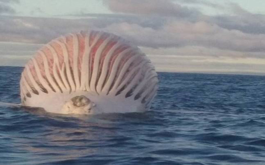 whale 